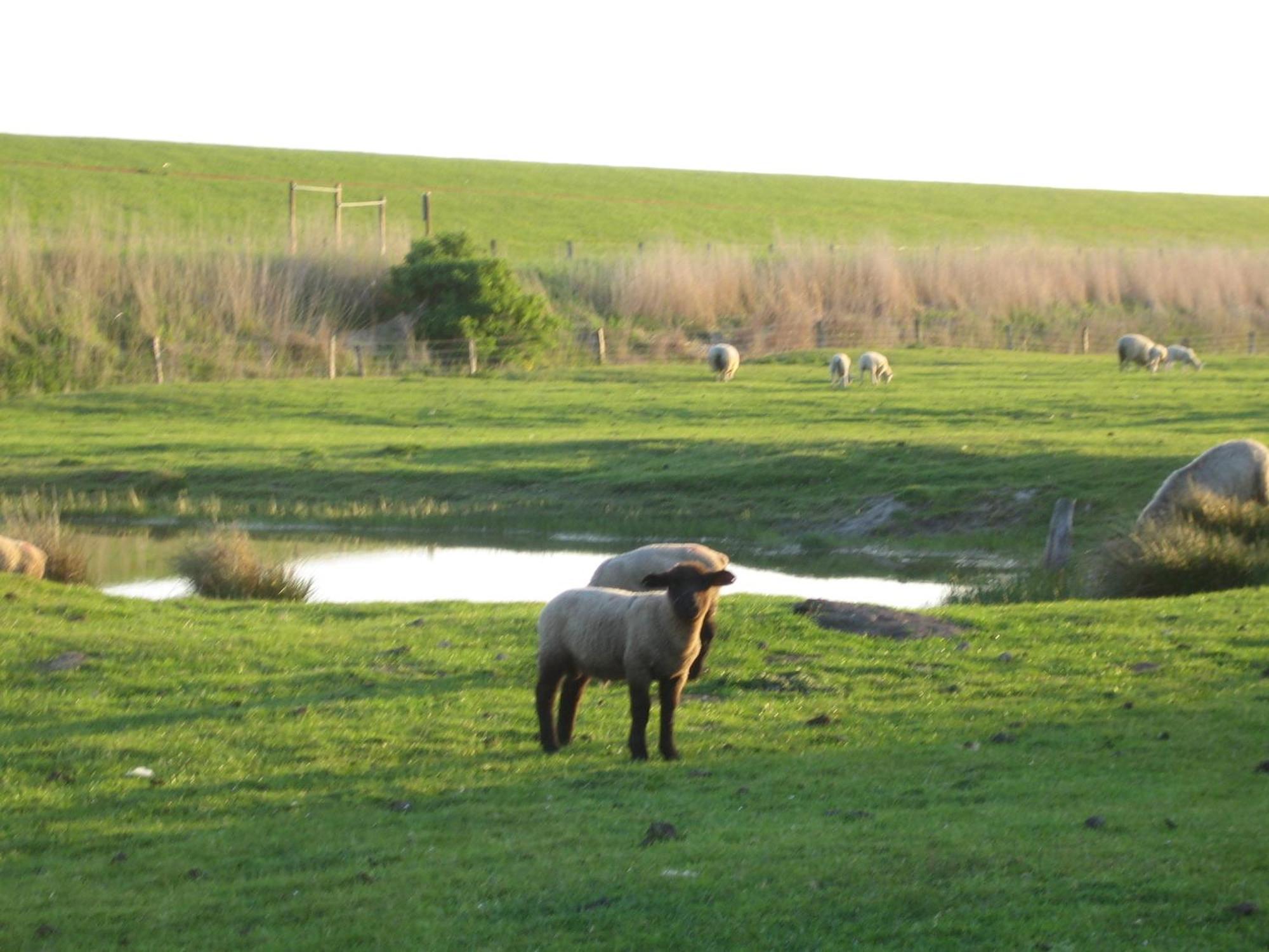 Haus Halligblick, Ferienwohnungen Am Wattenmeer, Whg Hamburger Hallig Dagebüll Esterno foto